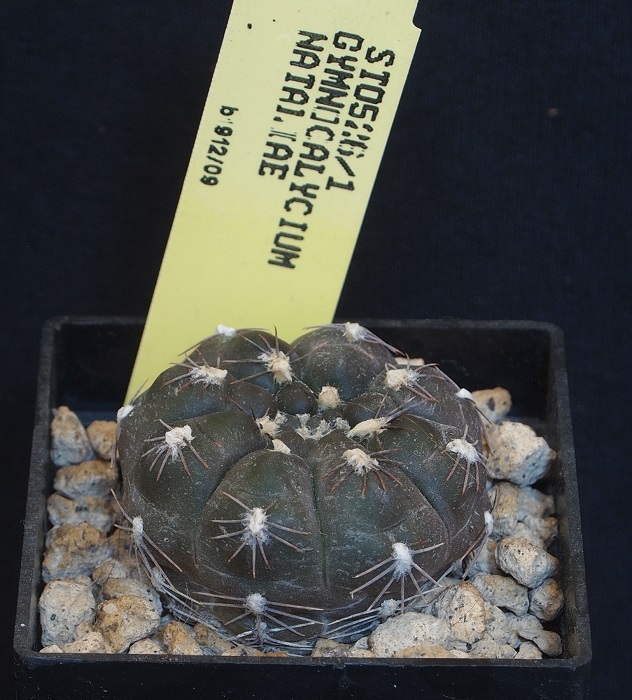 Gymnocalycium nataliae STO 526/1