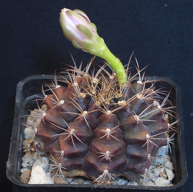 Gymnocalycium damsii 