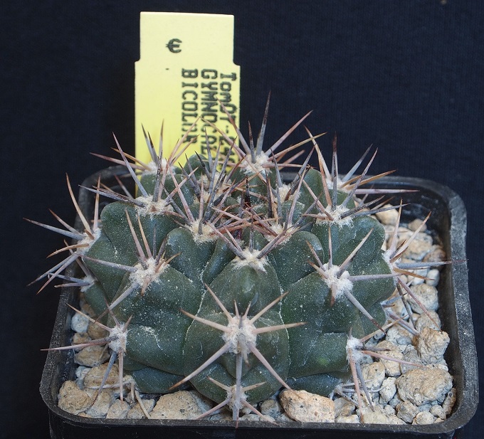 Gymnocalycium bicolor Tom 07-248/1