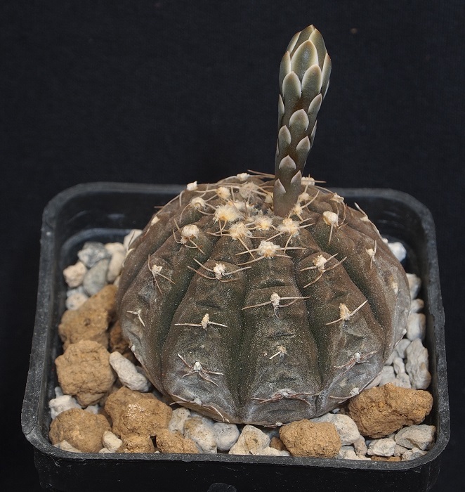 Gymnocalycium ragonesei 