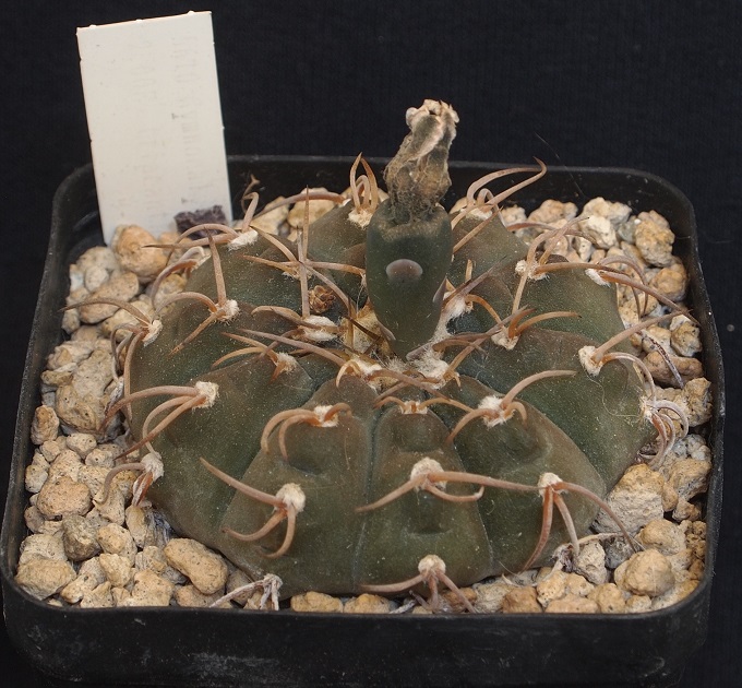 Gymnocalycium triacanthum 