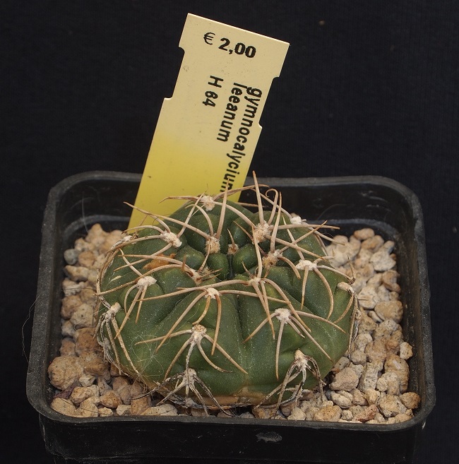 Gymnocalycium leeanum H 64