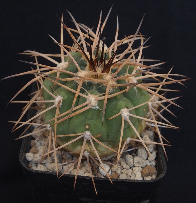 Gymnocalycium spegazzinii 