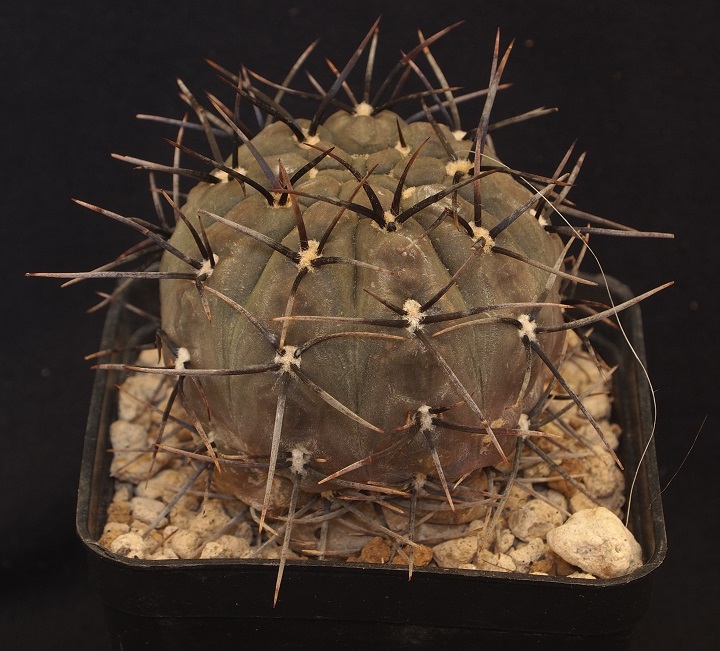 Gymnocalycium striglianum 