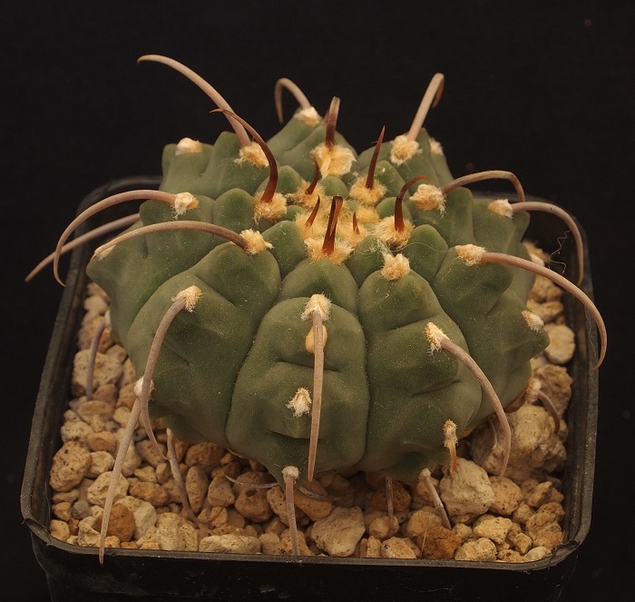 Gymnocalycium vatteri 