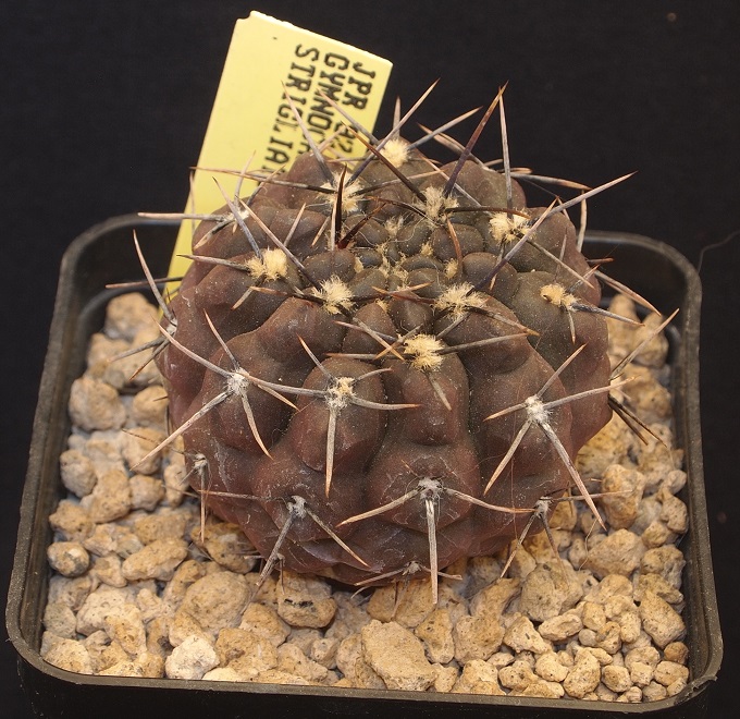 Gymnocalycium striglianum JPR 92-127/351