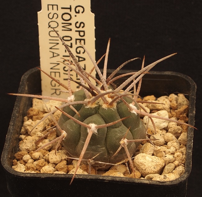 Gymnocalycium spegazzinii Tom 07-103/1