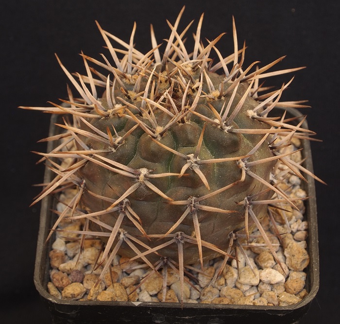 Gymnocalycium striglianum v. herminae 