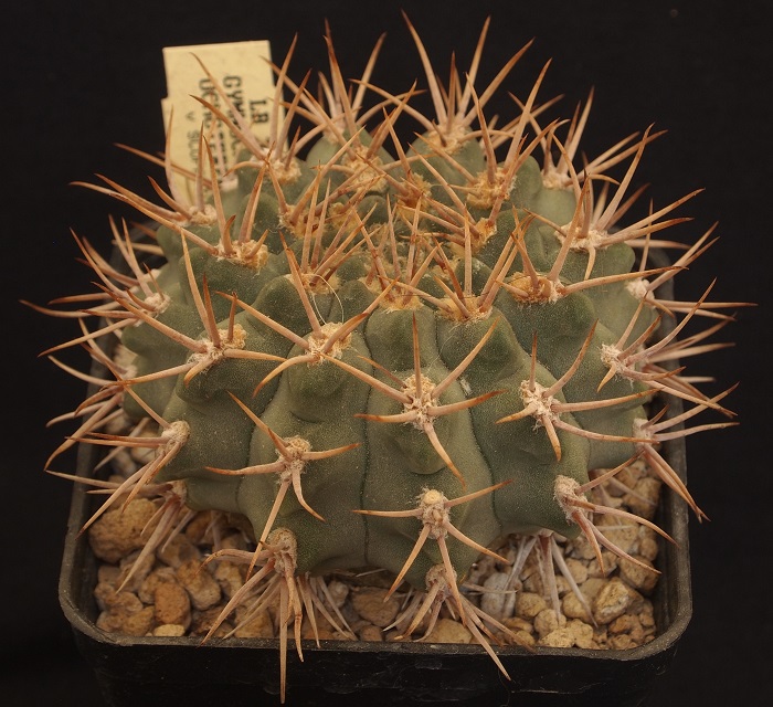 Gymnocalycium ochoterenae v. scoparium LB 383