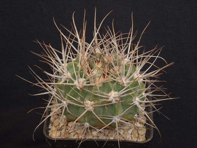 gymnocalycium genserii