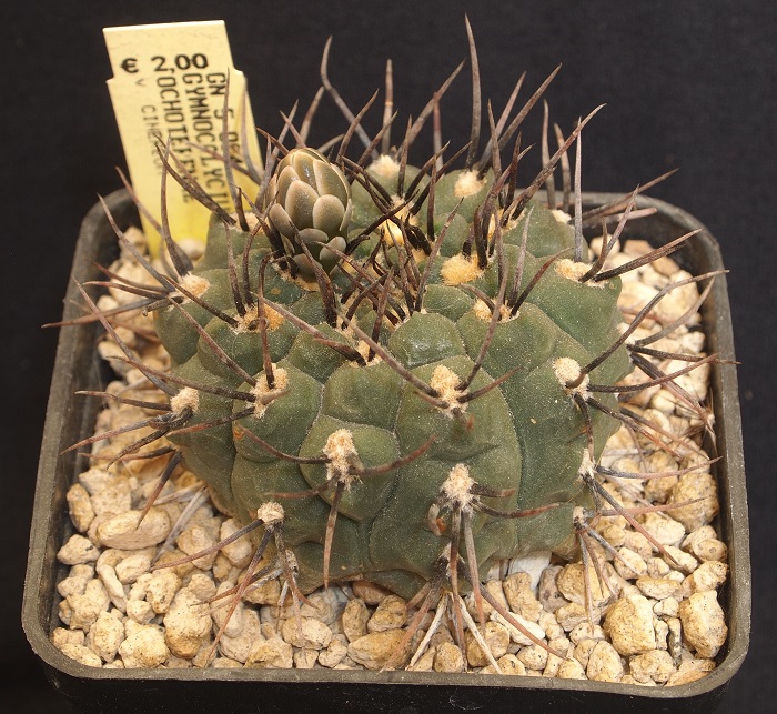 Gymnocalycium ochoterenae v. cinereum GN 5-004