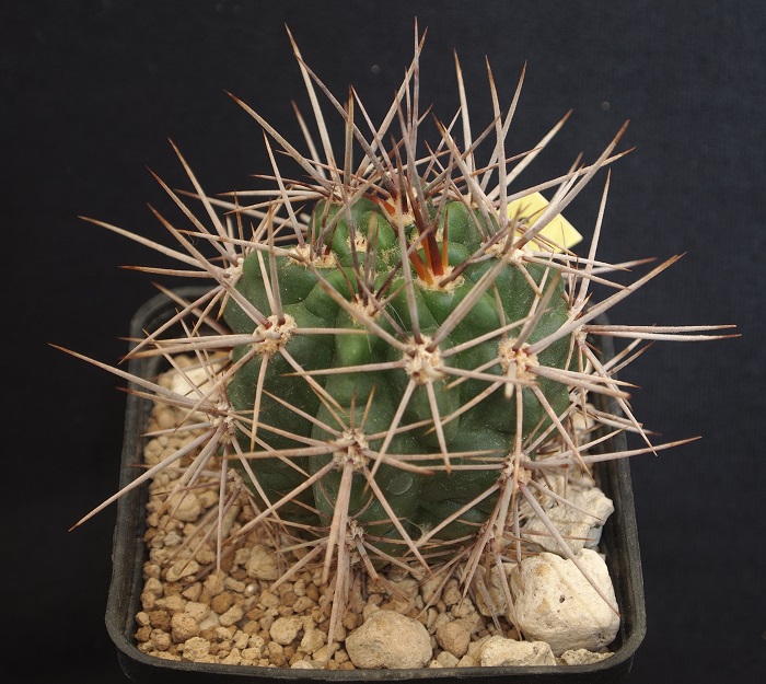 Gymnocalycium horridispinum GN 91-384/1286