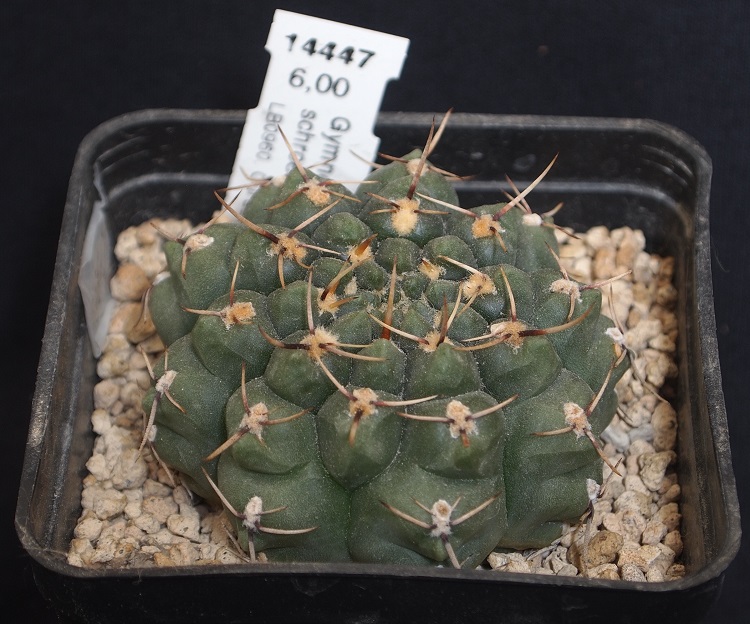 Gymnocalycium schroederianum LB 960