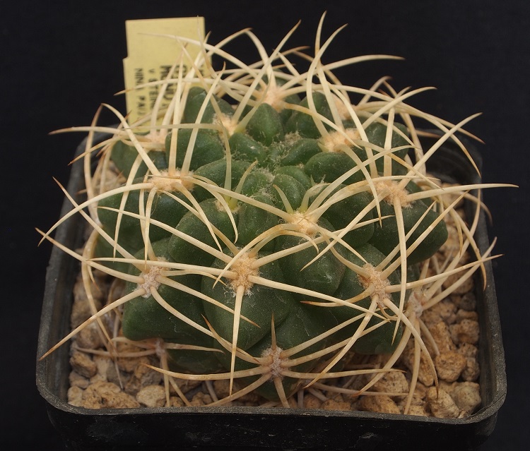 Gymnocalycium monvillei v. steineri VS 157