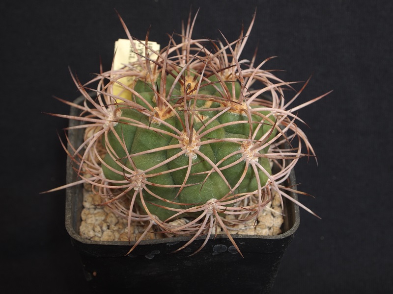 Gymnocalycium saglionis HV 1409