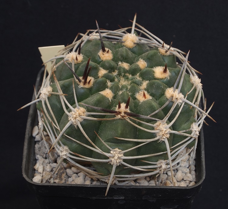 Gymnocalycium mostii P 201