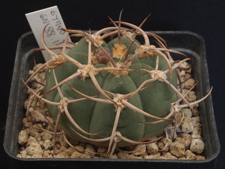 Gymnocalycium bayrianum GN 88/169