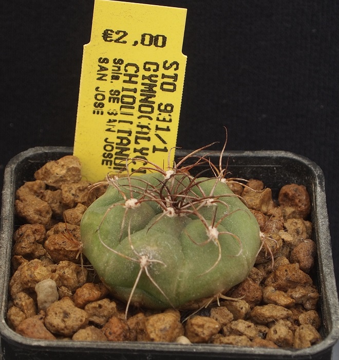 Gymnocalycium chiquitanum STO 931/1