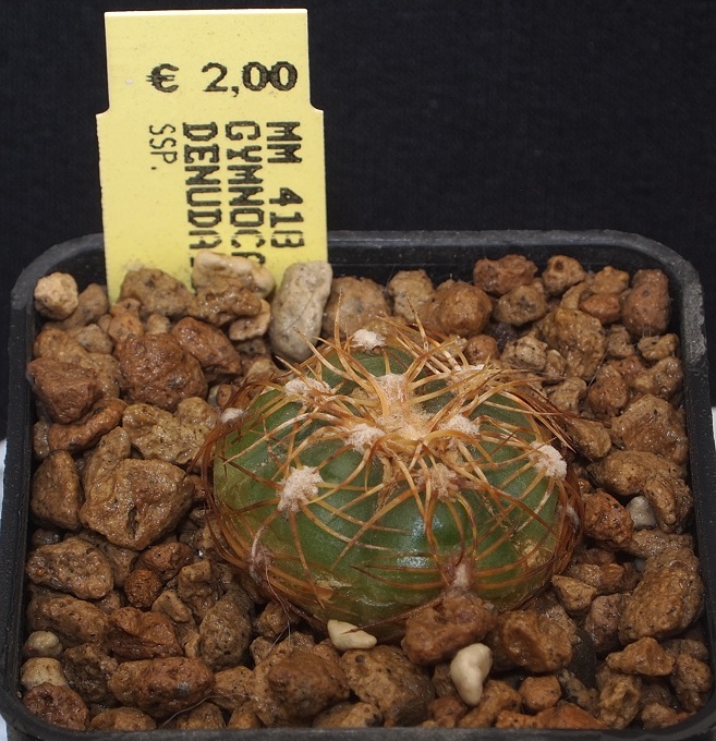 Gymnocalycium denudatum MM 418