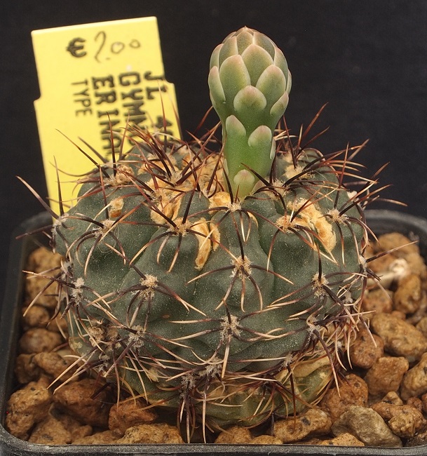 Gymnocalycium erinaceum JL 40