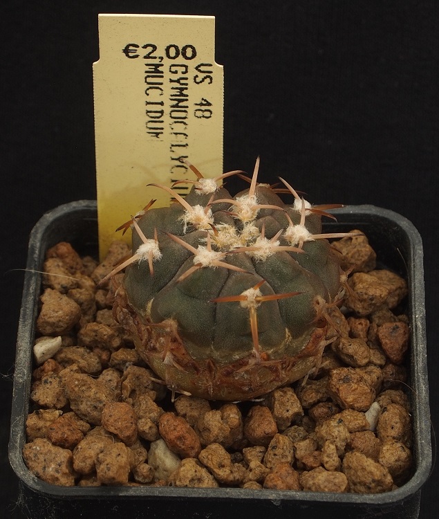 Gymnocalycium mucidum VS 48