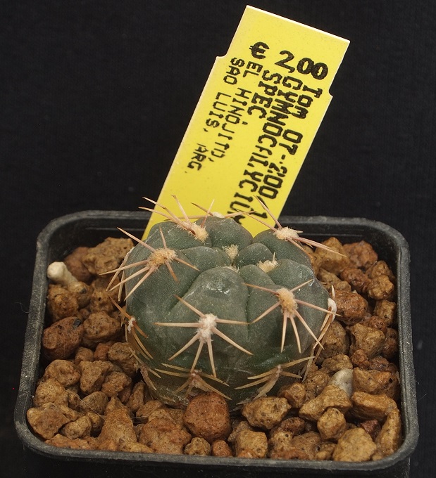 Gymnocalycium sp. Tom 07-200/1