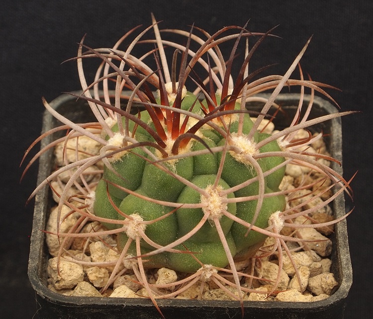 Gymnocalycium pflanzii 