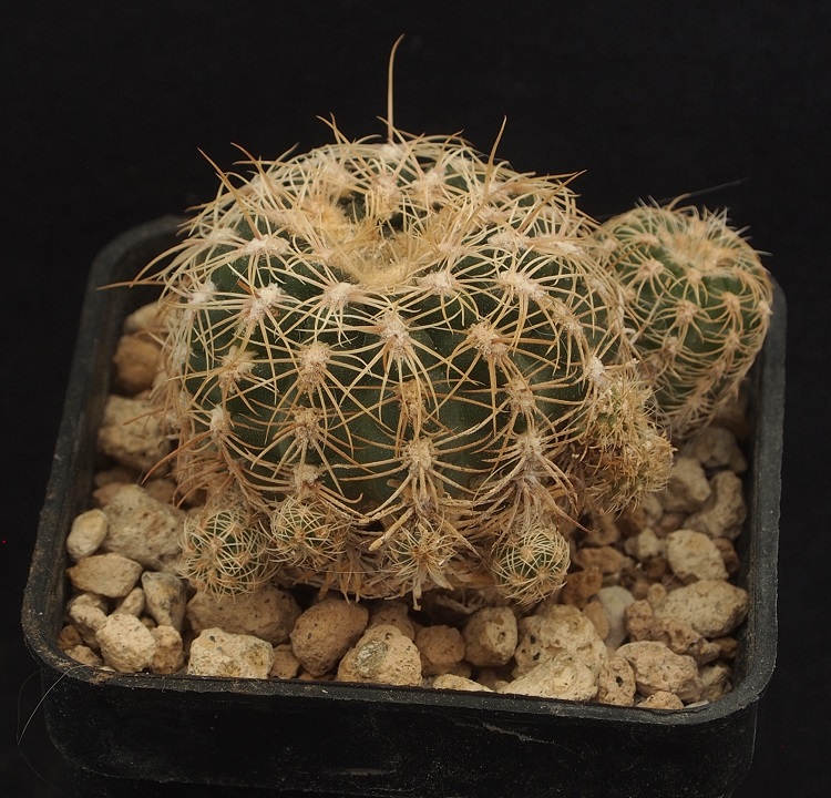 Gymnocalycium bruchii 