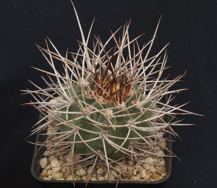 Gymnocalycium nidulans 