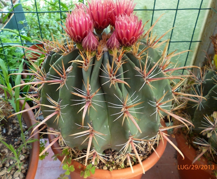 Ferocactus peninsulae SB 1285