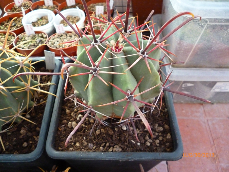 Ferocactus peninsulae SB 1685