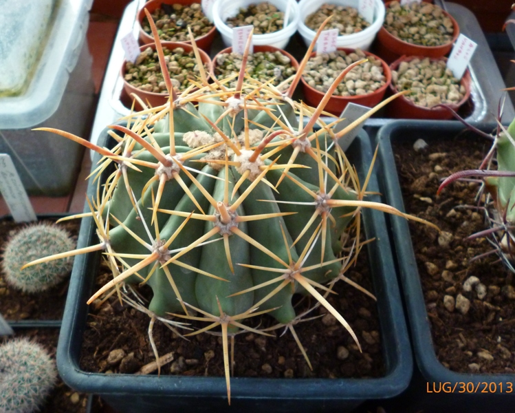 Ferocactus gracilis ssp. gatesii MZ 1137