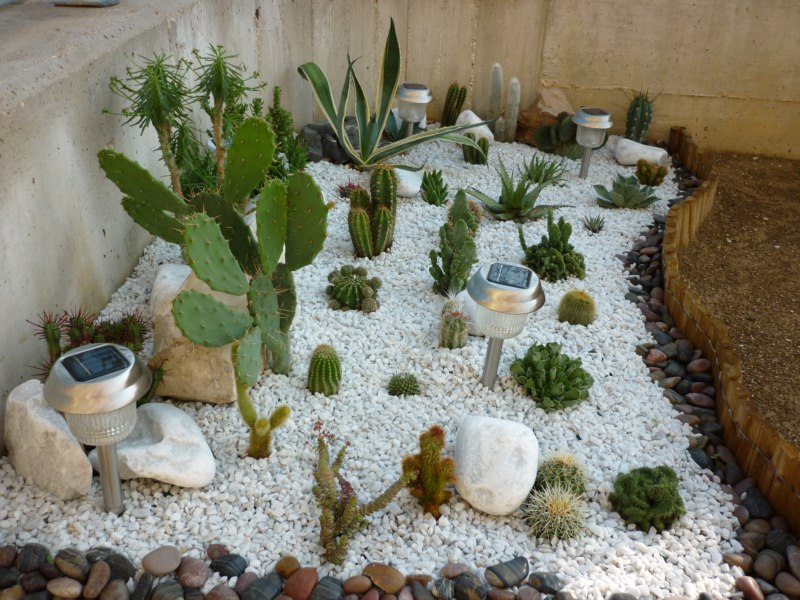 Cactofili - Forum di cactus e succulente :: Leggi argomento - angoletto di  giardino solo per loro