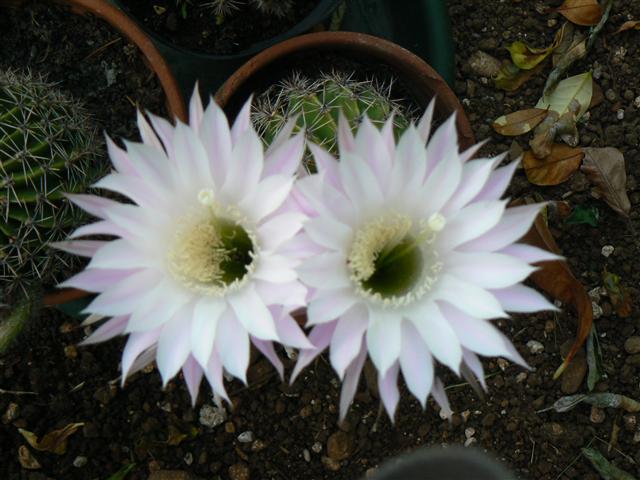 Echinopsis oxygona 