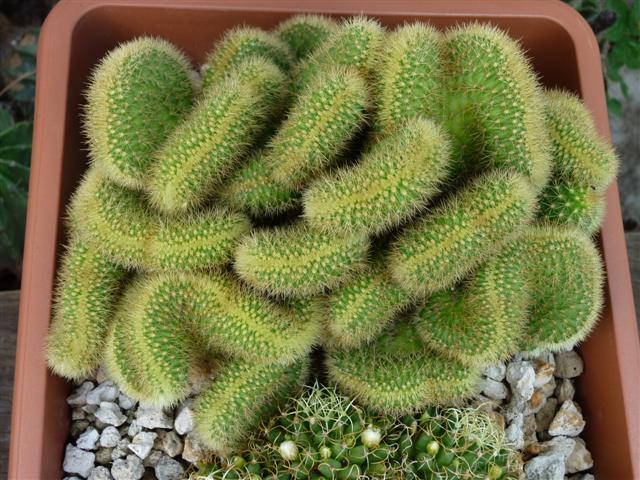 Borzicactus samaipatanus f. cristatus 