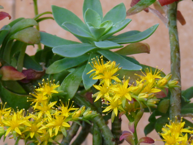 Sedum palmeri 