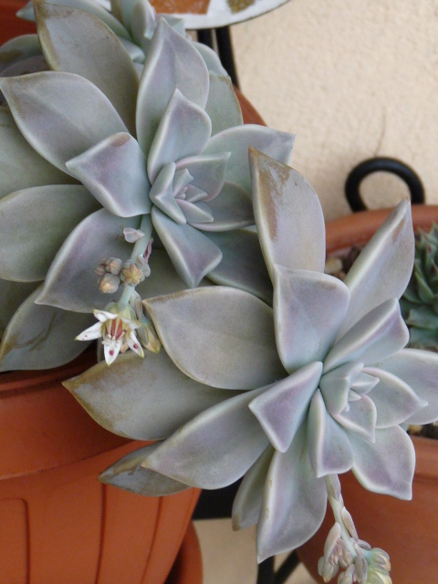 Graptopetalum paraguayense 