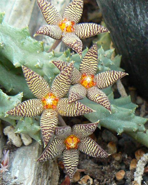 Piaranthus foetidus 