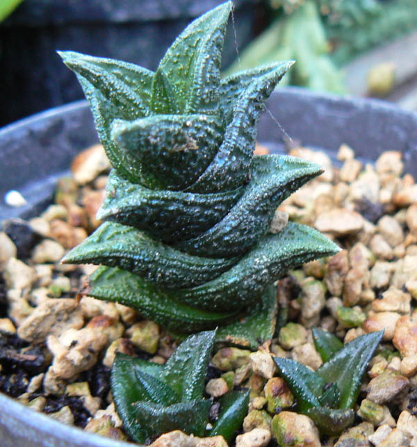 Haworthia nigra 