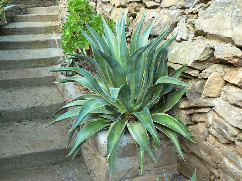 Agave desmettiana 