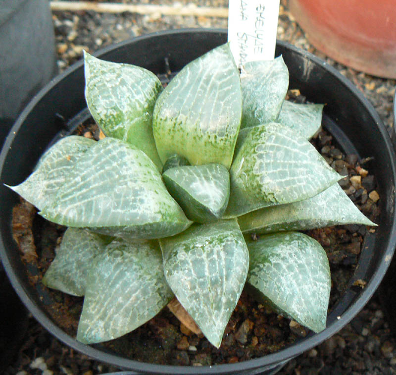 haworthia emelyae v. comptoniana