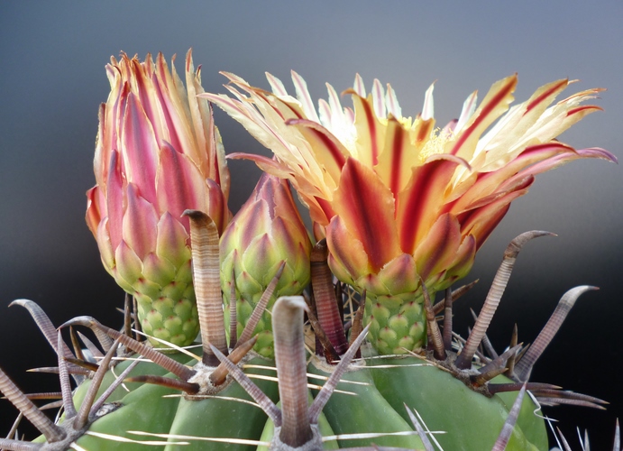 Ferocactus wislizeni ssp. herrerae 