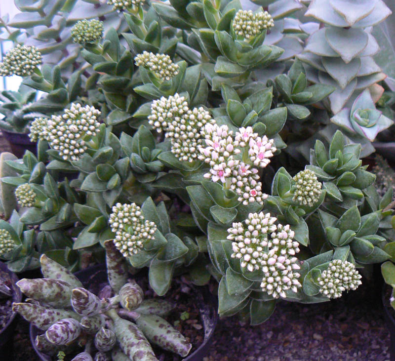 Crassula cv. springtime 