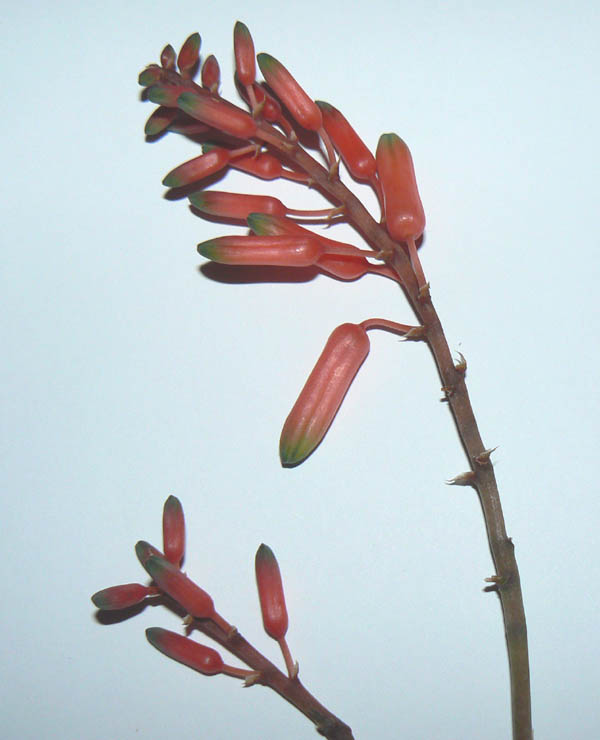 Aloe juvenna 