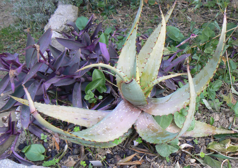 Aloe microstigma 