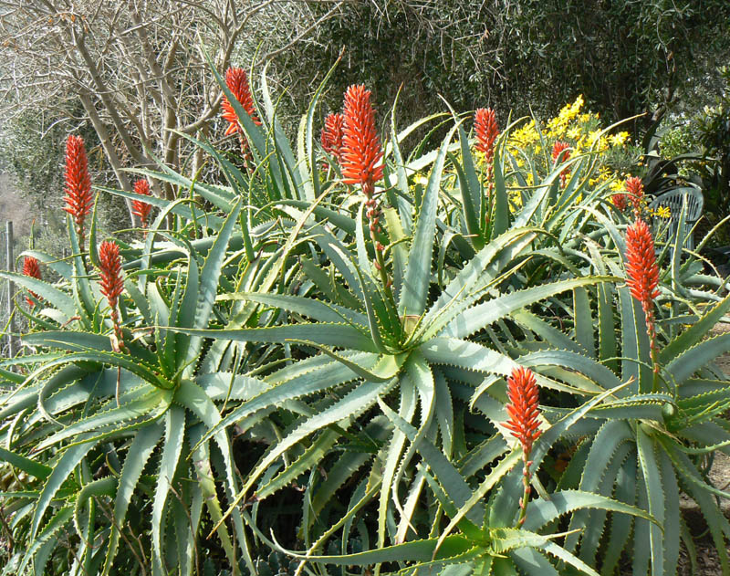 Aloe arborescens 