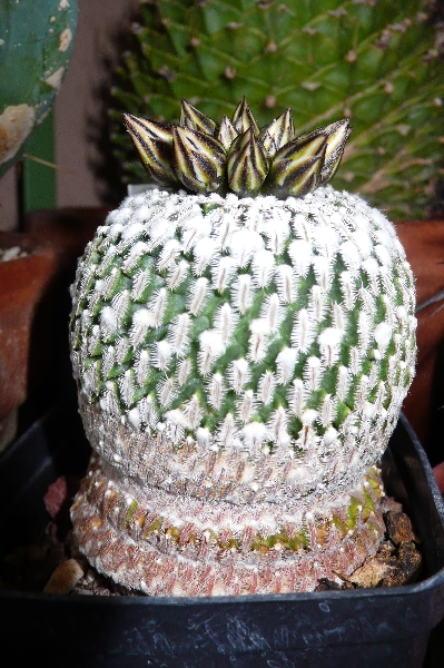 Turbinicarpus pseudopectinatus 