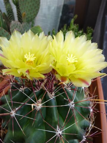 Ferocactus hamatacanthus 