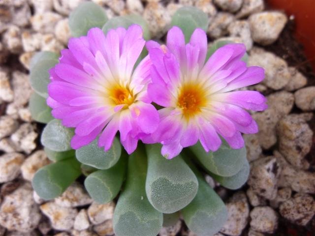 Frithia pulchra 