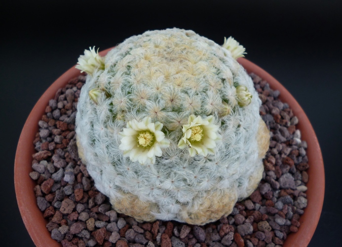 Mammillaria plumosa 